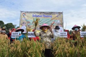 Bupati Mura Panen Calon Benih Padi Sebar Dayang Muratan 1 dan Muratan 4 di Balai Benih Desa D Tegal Rejo