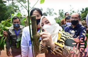 Bupati Musi Rawas Hadiri Launching Gerakan Sejuta Sambung Pucuk Tanaman Kopi